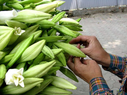 Loa kèn quyến rũ đầu hè