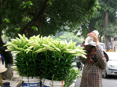 Loa kèn quyến rũ đầu hè