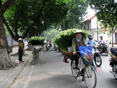 Loa kèn quyến rũ đầu hè