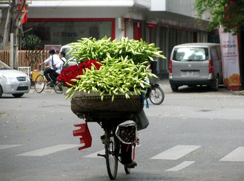 Loa kèn quyến rũ đầu hè