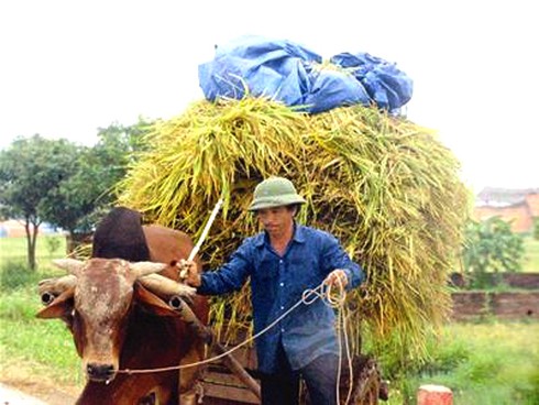 Cần định hướng để nông dân thoát nghèo bền vững