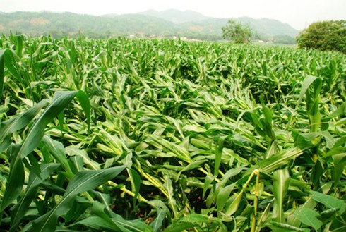 Lào Cai: Mưa đá cường độ mạnh vỡ mái hàng loạt nhà dân