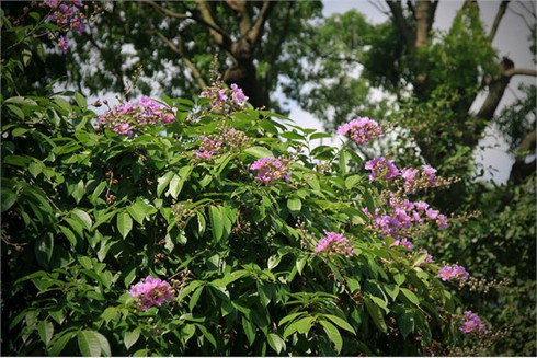 Bằng Lăng tím ngắt đón hè