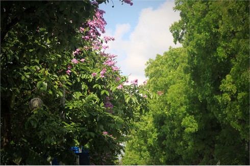Bằng Lăng tím ngắt đón hè