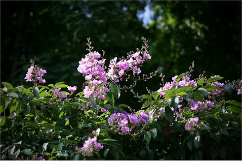 Bằng Lăng tím ngắt đón hè