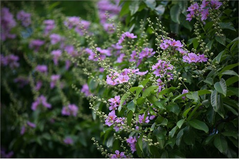 Bằng Lăng tím ngắt đón hè