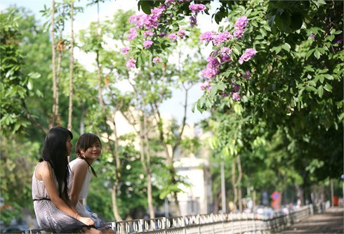 Bằng Lăng tím ngắt đón hè