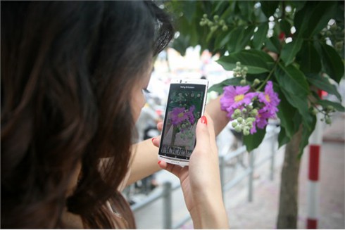 Bằng Lăng tím ngắt đón hè