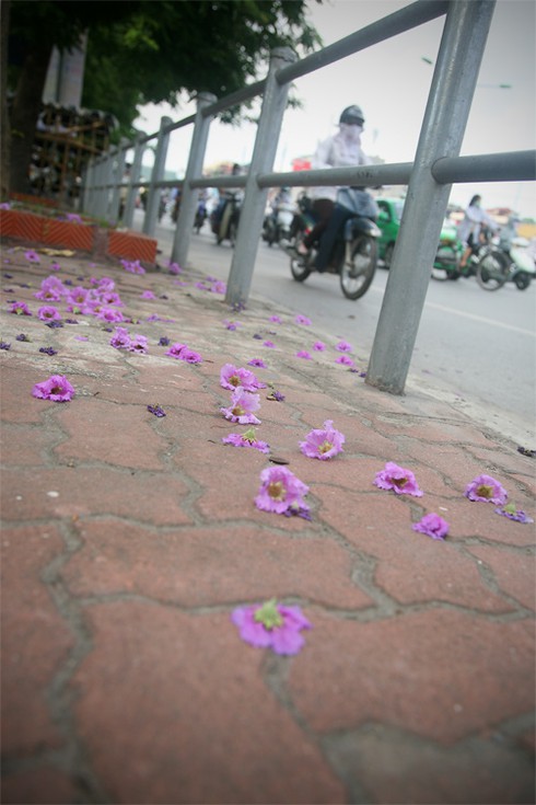 Bằng Lăng tím ngắt đón hè