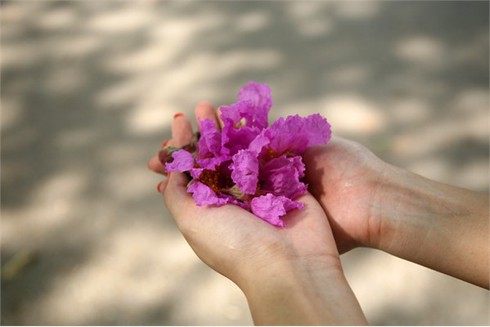 Bằng Lăng tím ngắt đón hè