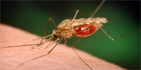 1/3 thuốc chống sốt rét trên thế giới là “hàng giả”