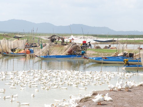 Hàng ngàn con vịt đang `khai tử` hồ Dầu Tiếng