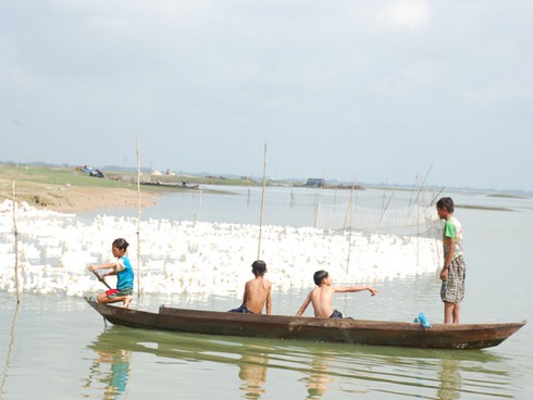 Hàng ngàn con vịt đang `khai tử` hồ Dầu Tiếng