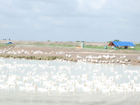 Hàng ngàn con vịt đang `khai tử` hồ Dầu Tiếng