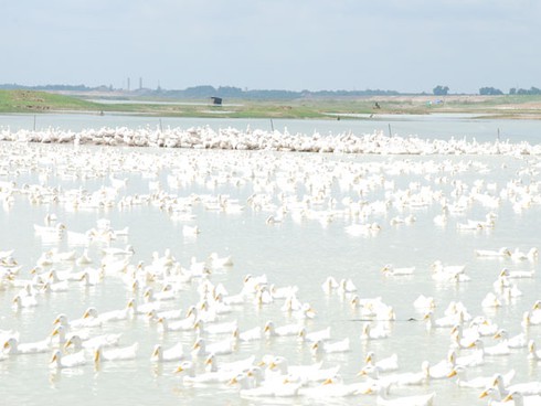 Hàng ngàn con vịt đang `khai tử` hồ Dầu Tiếng