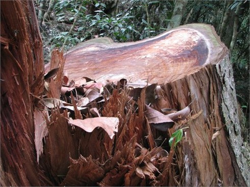 Rừng đặc dụng Na Hang: “Khó tránh khỏi lâm tặc lộng hành”