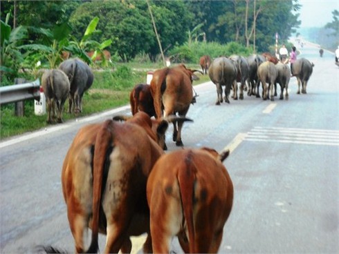 Trâu bò nghêng ngang đối đầu ô tô trên quốc lộ