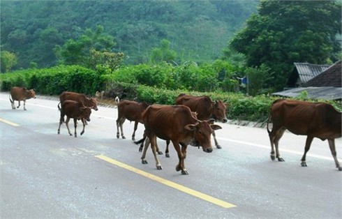 Trâu bò nghêng ngang đối đầu ô tô trên quốc lộ