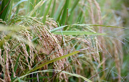 Làng quê Bắc bộ vàng rực mùa thu hoạch