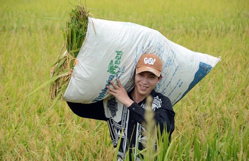 Làng quê Bắc bộ vàng rực mùa thu hoạch