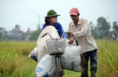 Làng quê Bắc bộ vàng rực mùa thu hoạch