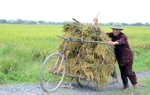 Làng quê Bắc bộ vàng rực mùa thu hoạch