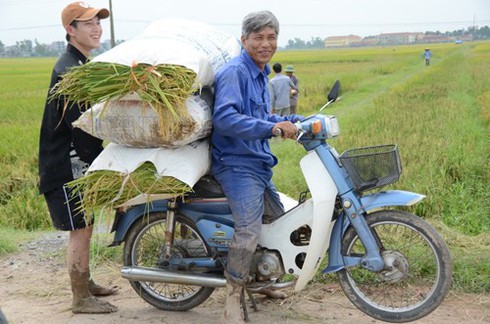 Làng quê Bắc bộ vàng rực mùa thu hoạch