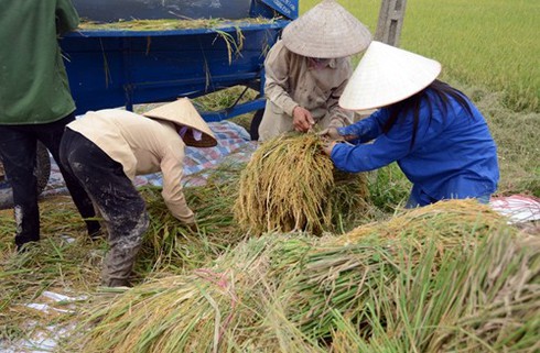 Làng quê Bắc bộ vàng rực mùa thu hoạch