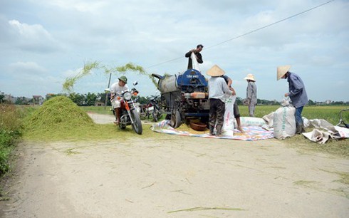 Làng quê Bắc bộ vàng rực mùa thu hoạch