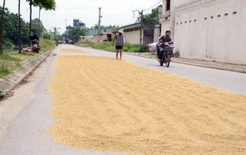 Làng quê Bắc bộ vàng rực mùa thu hoạch