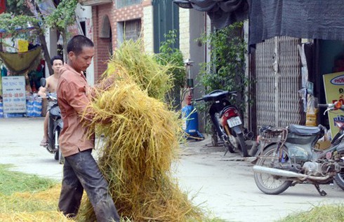 Làng quê Bắc bộ vàng rực mùa thu hoạch