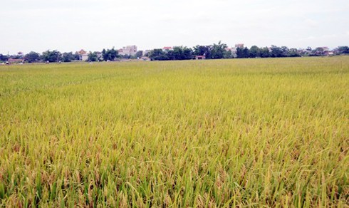 Làng quê Bắc bộ vàng rực mùa thu hoạch