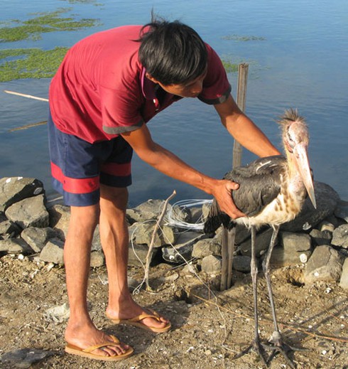 Bắt được chim lạ sải cánh rộng 2,3m tại Phú Yên