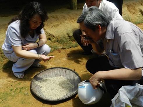 Phát hiện nấm hại trong gạo cũ ở khu vực mắc bệnh lạ