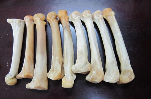 Vận chuyển đầu lâu hổ bằng xe máy giữa Hà Nội