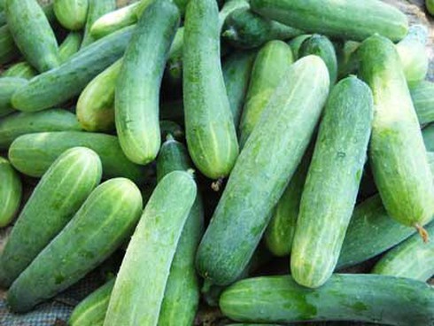Khám phá mới về dưa leo