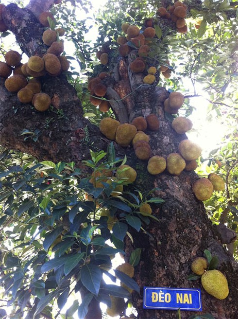 Chiêm ngưỡng 'cây mít nghìn quả' ở Quảng Ninh