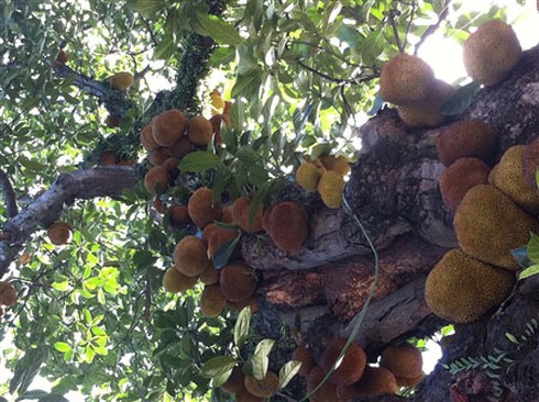 Chiêm ngưỡng 'cây mít nghìn quả' ở Quảng Ninh