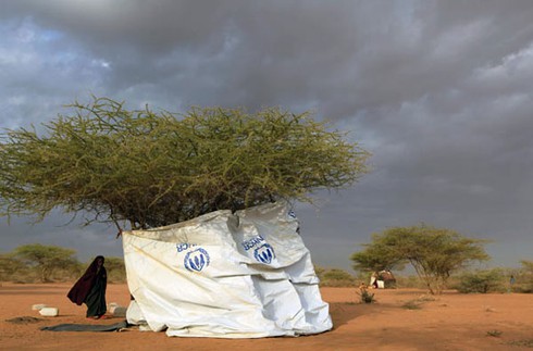 Hạn hán kinh hoàng, trại tị nạn châu Phi quá tải