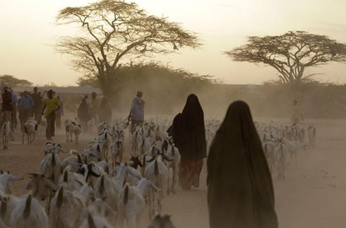 Hạn hán kinh hoàng, trại tị nạn châu Phi quá tải