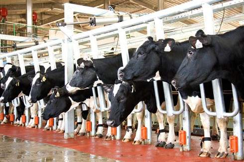 Hiệp hội Sữa VN: TH True Milk quá ngạo mạn