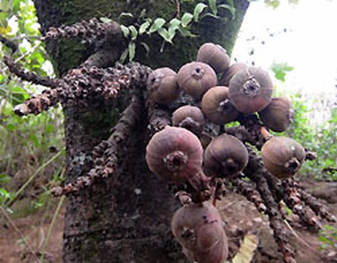 Cụ bà 82 tuổi tắc ruột vì 'nghiền' quả ngão