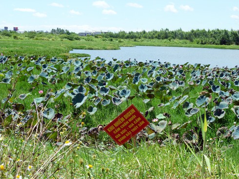 Sen vẫn nở trong điểm nhiễm độc dioxin cạnh sân bay Đà Nẵng