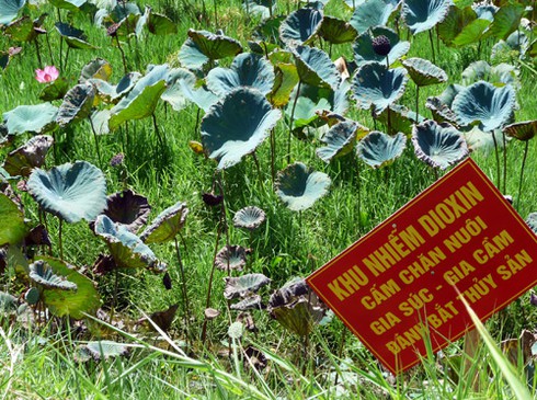 Sen vẫn nở trong điểm nhiễm độc dioxin cạnh sân bay Đà Nẵng