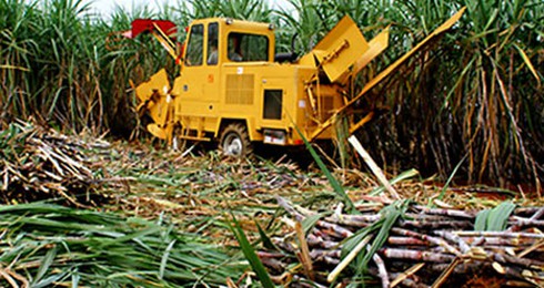 DN chế biến kêu thiếu đường là có `chiến thuật`