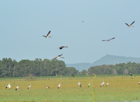 Hàng trăm chim quí xuất hiện trong hồ Dầu Tiếng
