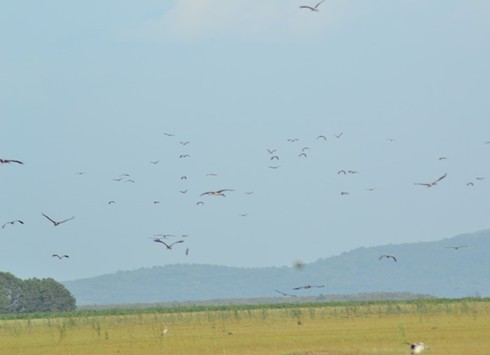 Hàng trăm chim quí xuất hiện trong hồ Dầu Tiếng