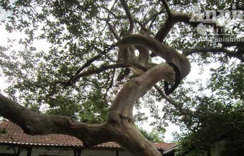 Cây ổi thế rồng cuốn được trả giá 100 triệu đồng