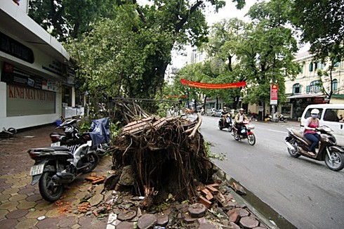 Hà Nội xác xơ sau bão số 5