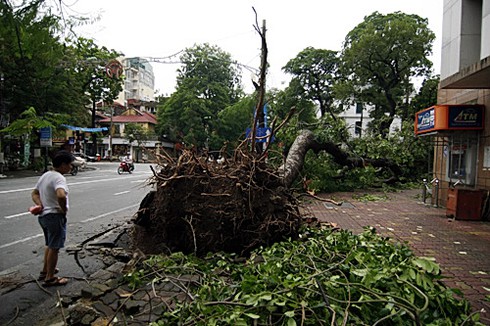 Hà Nội xác xơ sau bão số 5